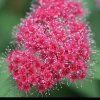 Spiraea1