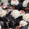 physocarpusDia