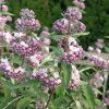 Caryopteris x clandonensis Stephi