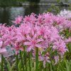 Nerine