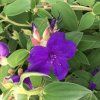 Tibouchina