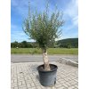 Olivovník evropský obvod kmene 30-40 cm