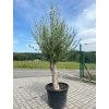 Olivovník evropský obvod kmene 30-40 cm