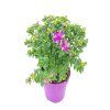 Polygala