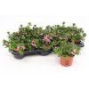 Scaevola
