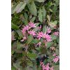 Scaevola1