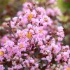 rhapsody in pink