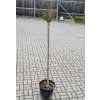 Catalpa