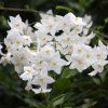 Solanum1