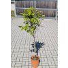 Magnolie