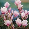 Magnolie1