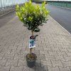 Arbutus