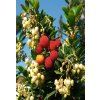 Arbutus1