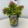 Escalonia pink lemon1