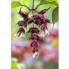 leycesteria