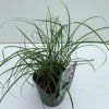 miscanthus