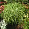 little zebra grass 1
