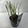 miscanthus flamingo