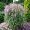 MISCANTHUS SIN. FLAMINGO