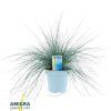 festuca