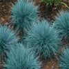 Festuca glauca