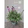 erysimum