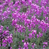 erysimum1