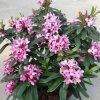daphne x transatlantica pink eternal fragrance