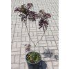 albizia