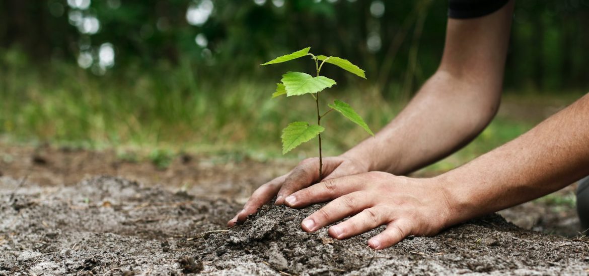 planting-trees