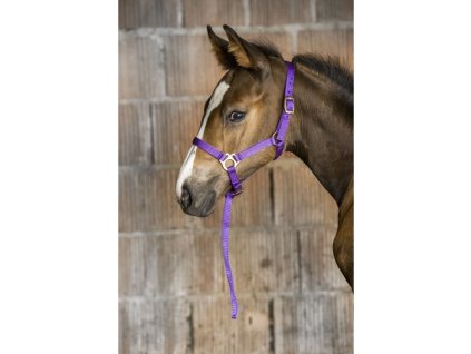 licol nylon poulain ou foal