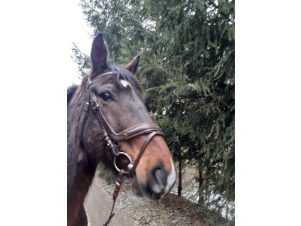 Kozena anatomicka uzdecka 0902202115461615198