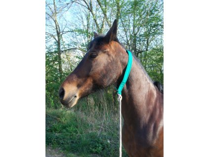 Obojek na kone 0205201222103640665