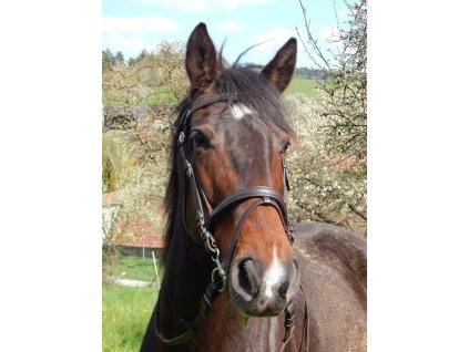 Kozena uzdecka hneda vcetne platenych otezi 1805202316121624654