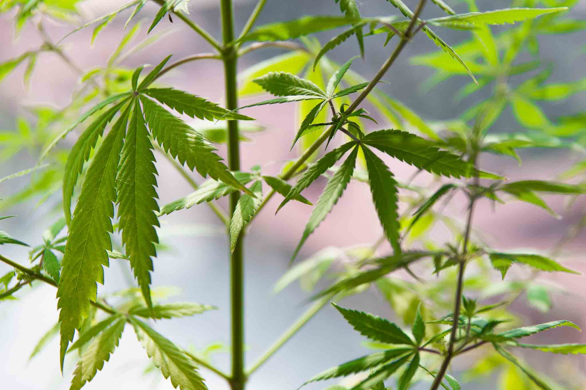cbd-konopi-kvety