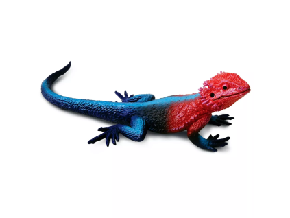 240423 agama plochohlava mwanza