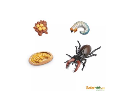 235884 zivotni cyklus brouk rohac