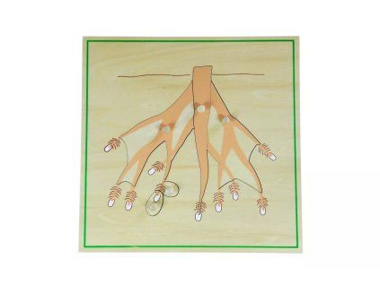 236049 puzzle tri koreny