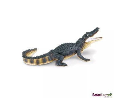 236448 aligator