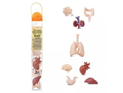 237024 tuba lidske organy