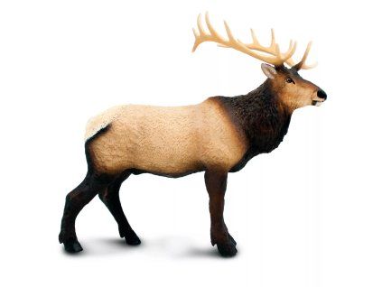 240891 wapiti