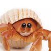 236163 3 krab poustevnik