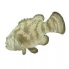 237132 3 goliath grouper