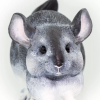 238329 9 cincila