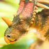 238359 2 styracosaurus