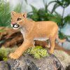 240648 2 puma americka