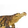 238557 2 sarcosuchus