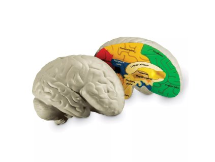 238437 anatomicky model mozku