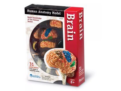 237276 anatomicky model mozku
