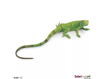 236088 mlade leguana